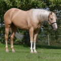 American Quarter Horse | fotografie