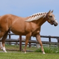 American Quarter Horse | fotografie