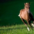 American quarter horse | fotografie