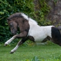 Shetland pony | fotografie