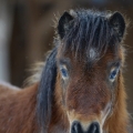 shetland pony | fotografie