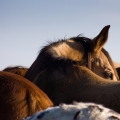 Kůň Kinski | fotografie