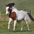 American Paint Horse | fotografie