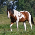 American Paint Horse | fotografie
