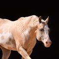 American Paint Horse | fotografie
