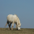 Pony | fotografie