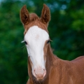 American Paint Horse | fotografie