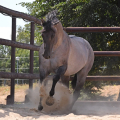 American Quarter Horse | fotografie