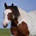 American Paint Horse | fotografie