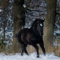 appaloosa | fotografie