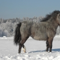 welsh pony | fotografie