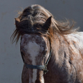 Appaloosa | fotografie
