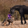 Fríský kůň | fotografie