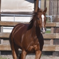 American Quarter Horse | fotografie