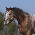 Appaloosa | fotografie