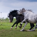 Fell pony a Welsh pony of cob type | fotografie