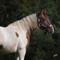 American Paint Horse | fotografie
