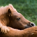 Shetland pony | fotografie