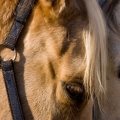 Kůň Kinski | fotografie
