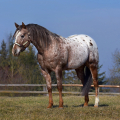 Appaloosa | fotografie