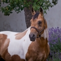 American Paint Horse | fotografie