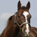 American Quarter Horse | fotografie