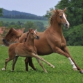 Arabský plnokrevník | fotografie