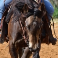 American Quarter Horse | fotografie