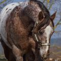 Appaloosa | fotografie