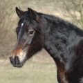 Welsh Cob | fotografie