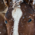 American Quarter Horse | fotografie