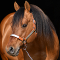 American quarter horse | fotografie