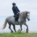 Fell pony | fotografie