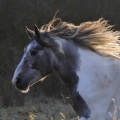 Irish Cob Crossbred | fotografie