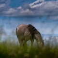 welsh mountain pony | fotografie