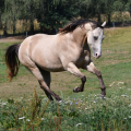 American Quarter Horse | fotografie