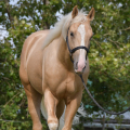 American Quarter Horse | fotografie