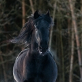 Fríský kůň | fotografie