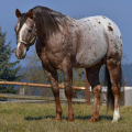 Appaloosa | fotografie