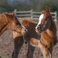 American Quarter Horse | fotografie