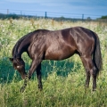 American Quarter Horse | fotografie