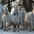 Starokladrubský kůň | fotografie