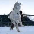 Irish crossbreed | fotografie