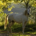 Arabský plnokrevník | fotografie