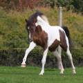 American Paint Horse | fotografie