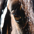 American Paint Horse | fotografie