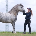 Fell pony | fotografie