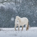 Welsh mountain pony | fotografie