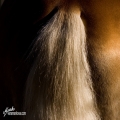 haflingerské zlato | fotografie