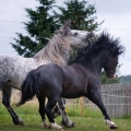 Fell pony a Welsh pony of cob type | fotografie
